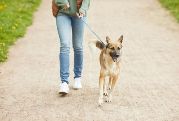 Vai Passear Com O Seu Pet? Confira Algumas Dicas Para Uma Atividade 